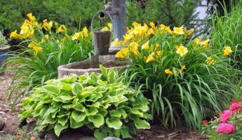 Выращивание лилейника в открытом грунте: описание, фото, посадка, особенности ухода, размножение и сорта Лилейники когда цветут на какой год