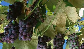 История винограда Виноград родина описание сорта
